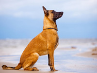 photo berger belge malinois