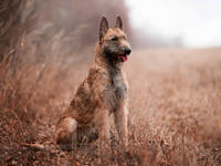 photo berger belge laecknois