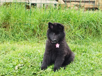 photo chiot berger belge groendal