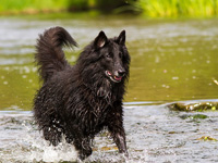 photo berger belge groendal