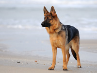 photo berger allemand