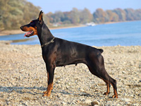 photo dobermane géant