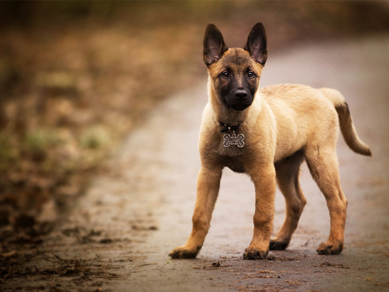 photo berger belge chiot