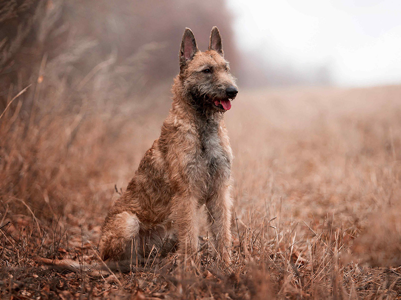 photo berger belge laeckenois