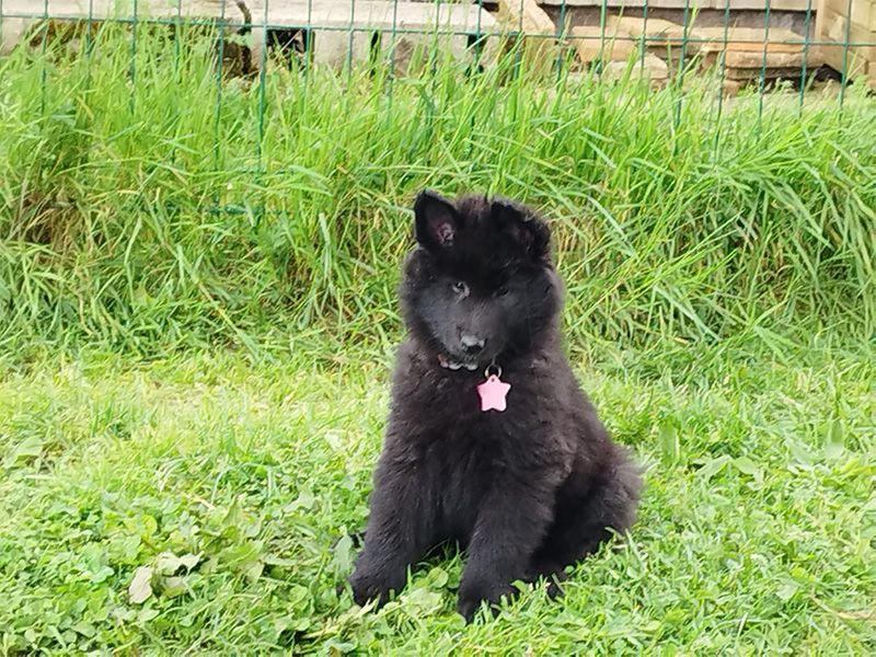 photo chiot berger belge groendal