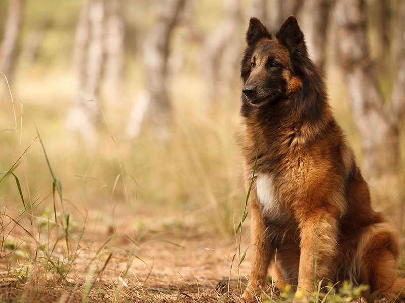 photo berger australlien