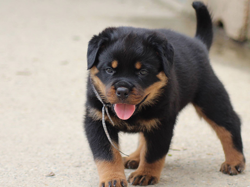 photo chiot rotvailler